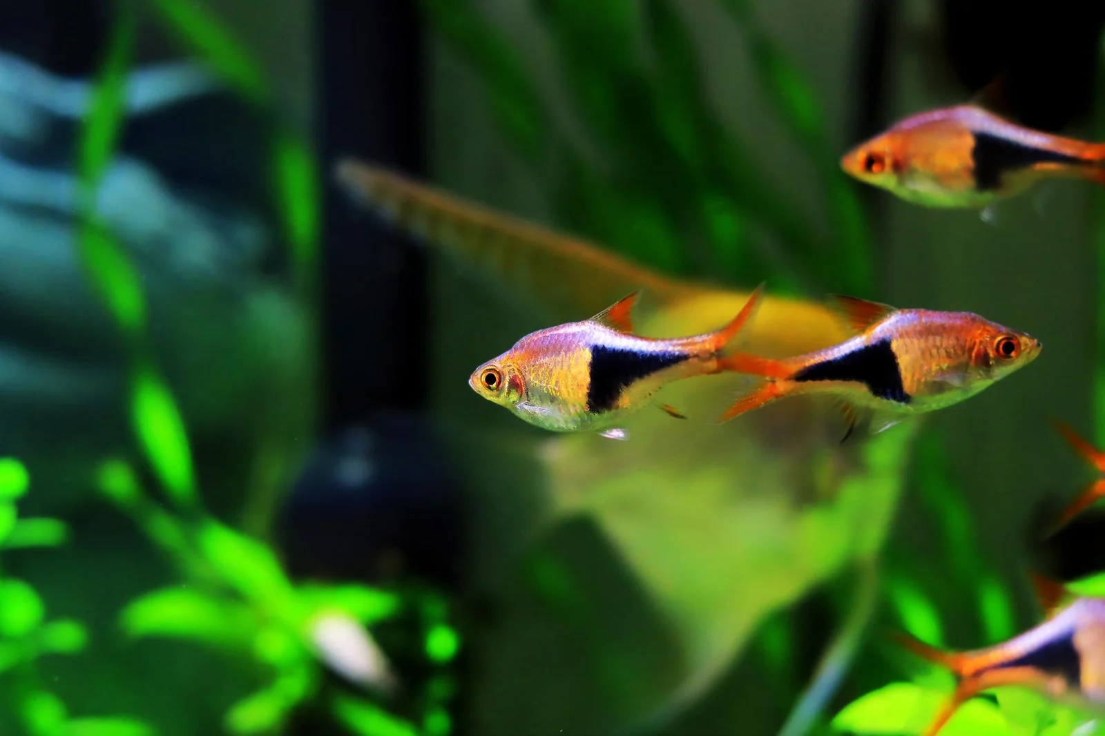 Peces entre plantas acuáticas