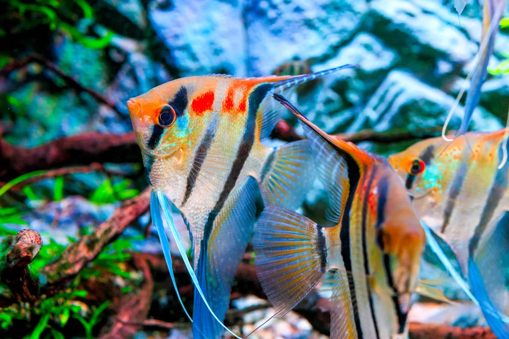 Ambientación de acuario publicada por Twinstar para B+ Line