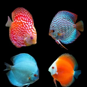 Discus (medianos)