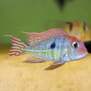 Geophagus red tapajo