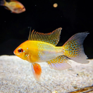 Ramirezi electric yellow