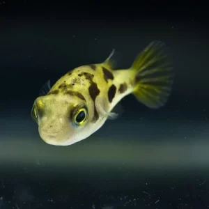 Puffer enano
